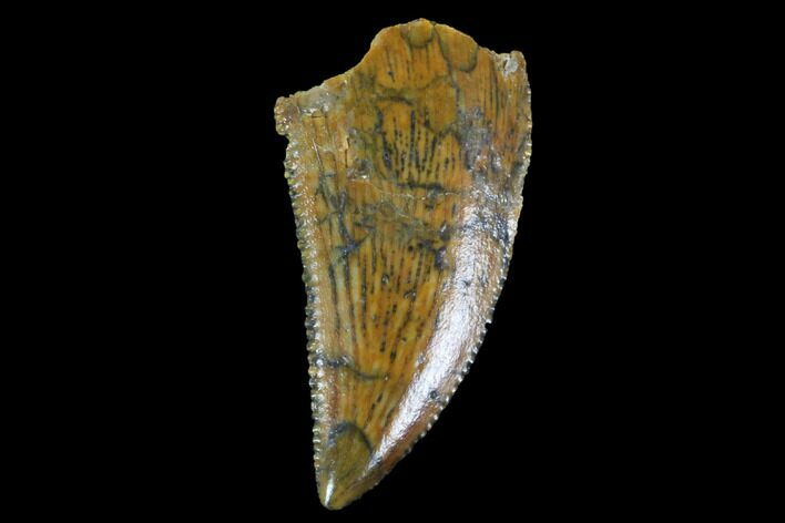 Serrated, Raptor Tooth - Real Dinosaur Tooth #89132